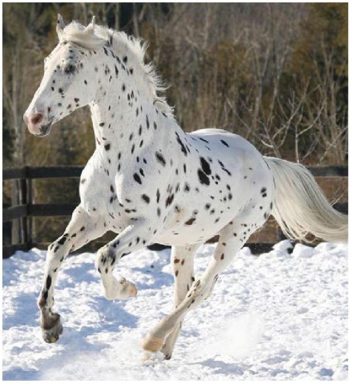 appaloosa1